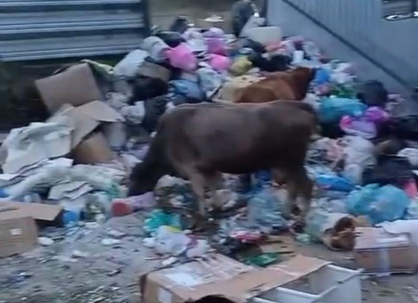 Коровы атаковали свалку, которая образовалась из-за проблем с вывозом мусора в Сочи