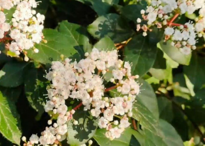 Теплая зима в Сочи спровоцировала раннее цветение вейгелы