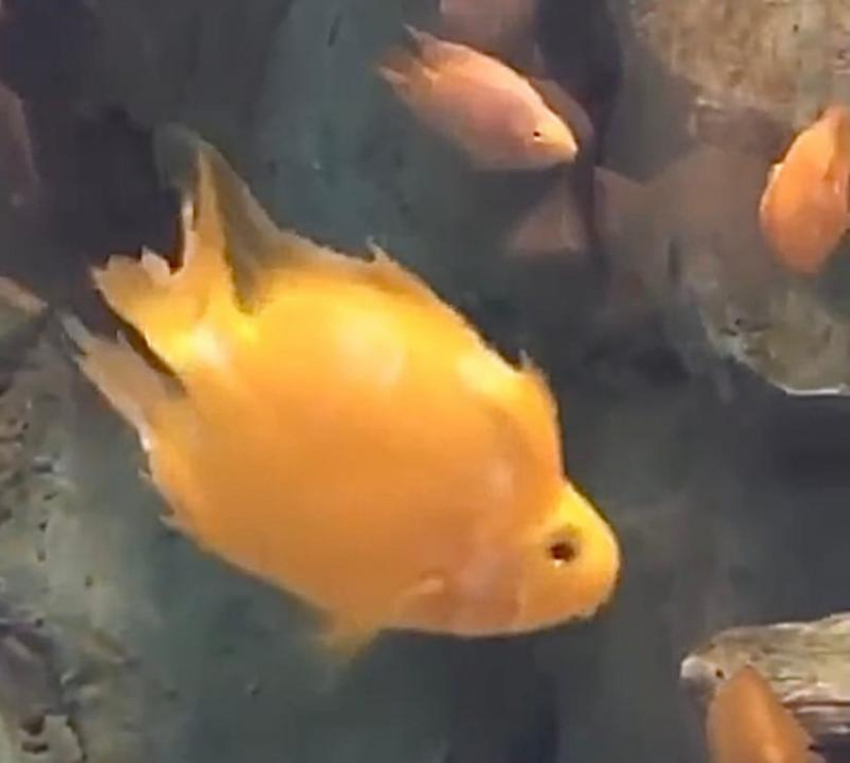 Через стекло смотрят больные рыбы: на видео попал беспредел сочинского океанариума 