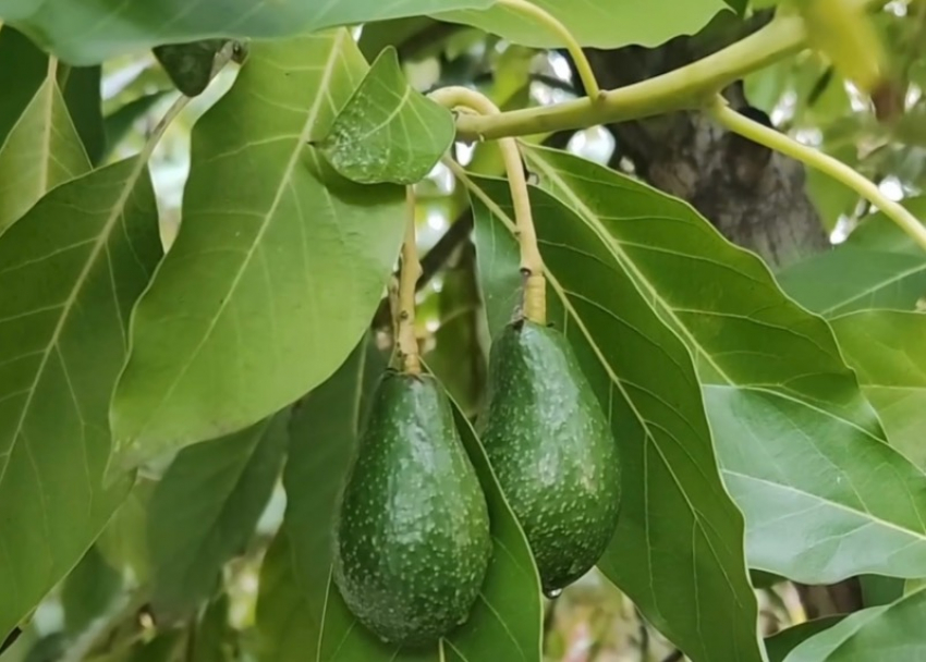Сбор урожая авокадо начался на уникальной плантации в Сочи 