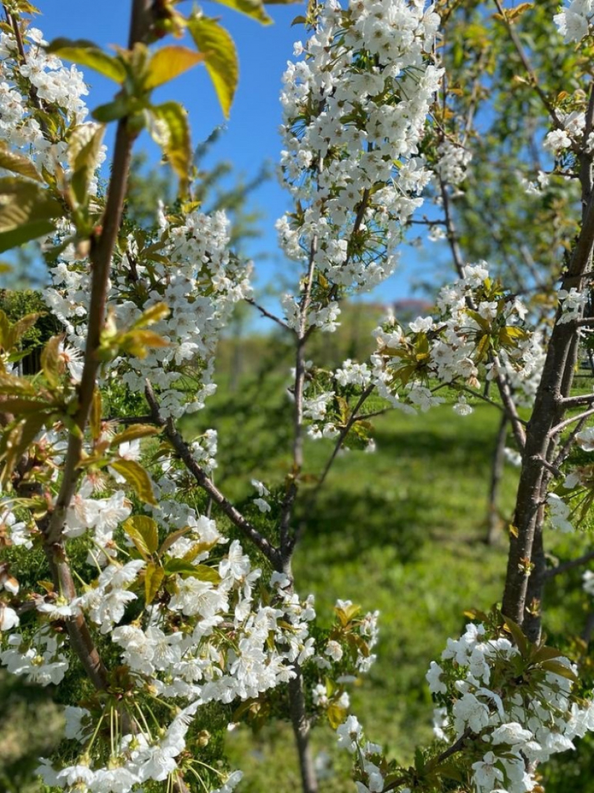 Доброе утро, Сочи