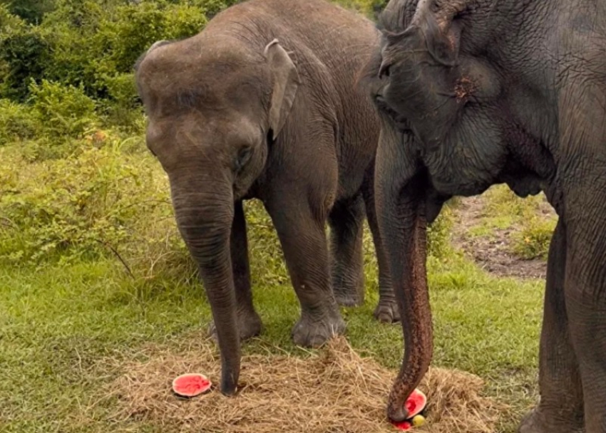 Цирковые слоны заканчивают свой отпуск в Сочи 