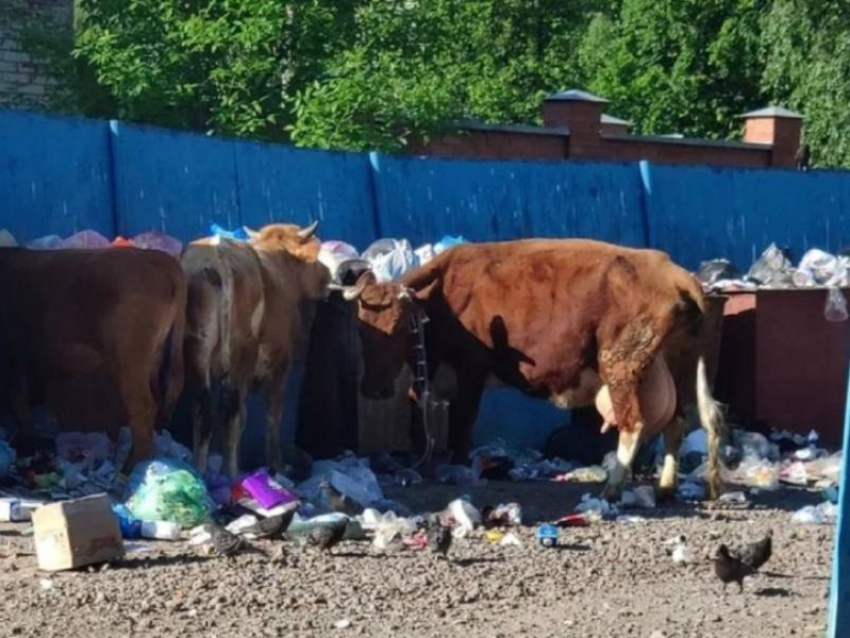 В Сочи рогатый скот по-прежнему на самовыгуле 