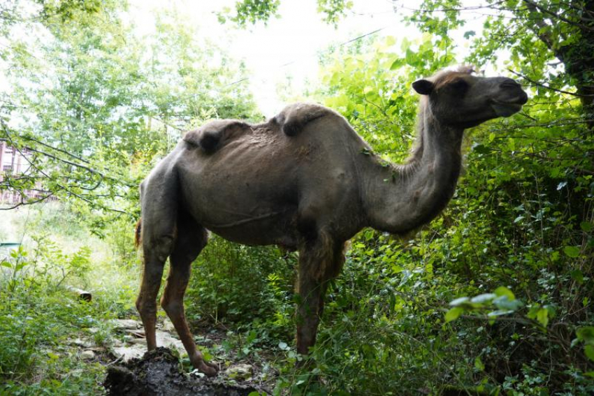 Власти Сочи отреагировали на инцидент с истощенными верблюдами