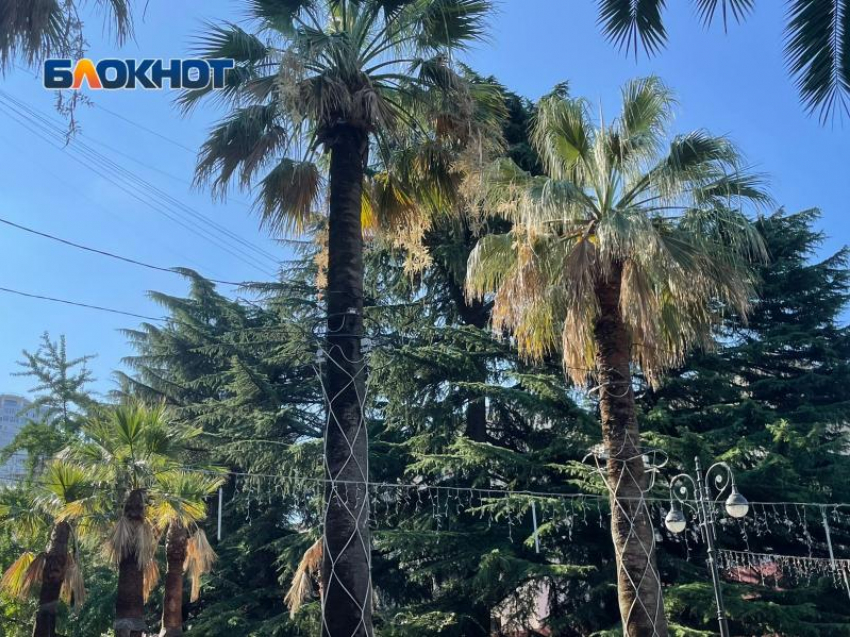 «В Сочи выдано разрешение на снос 1400 пальм»: депутат пожаловался министру на уход за субтропическими растениями