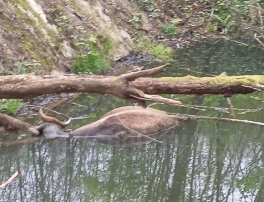 Жители Сочи жалуются на труп коровы, который лежит в озере около двух недель