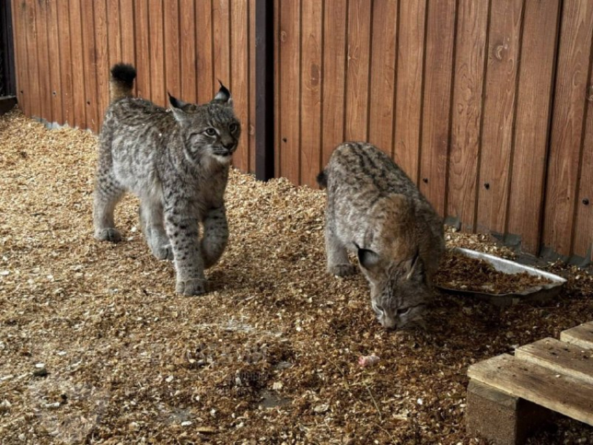 Двое рысят появились в вольерном комплексе «Лаура» в горах Сочи
