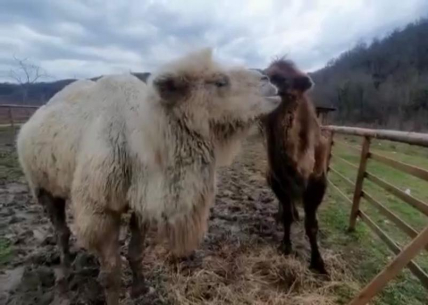 Верблюдица, сбежавшая из сафари-парка Сочи, воссоединилась с возлюбленным