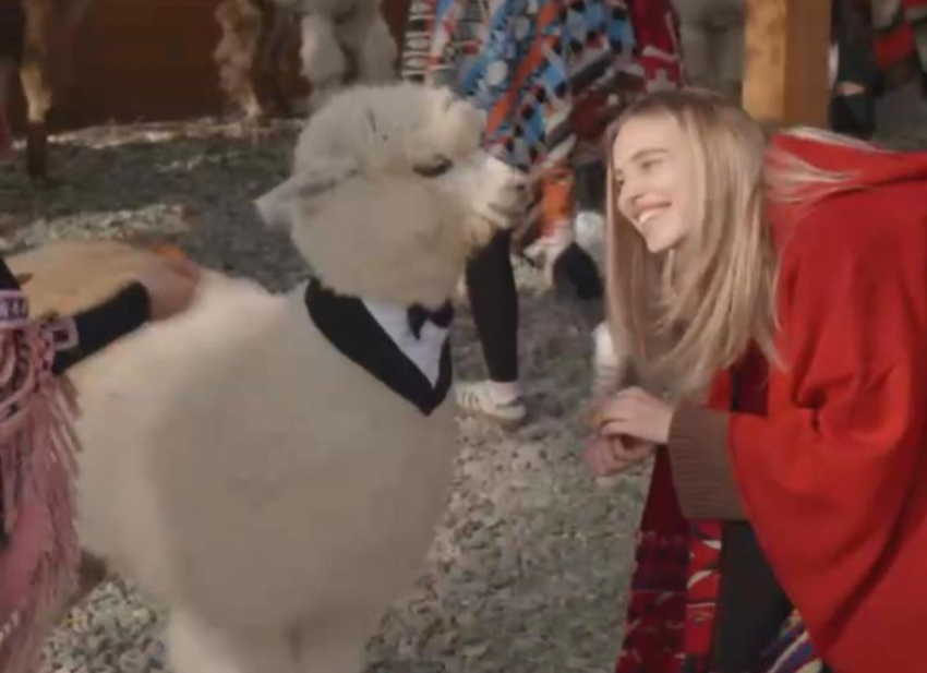 Коллективы «Дома капибар» и «Альпака парка» из Сочи приняли участие во флешмобе Анны Немченко под хит «Танцпол везде»