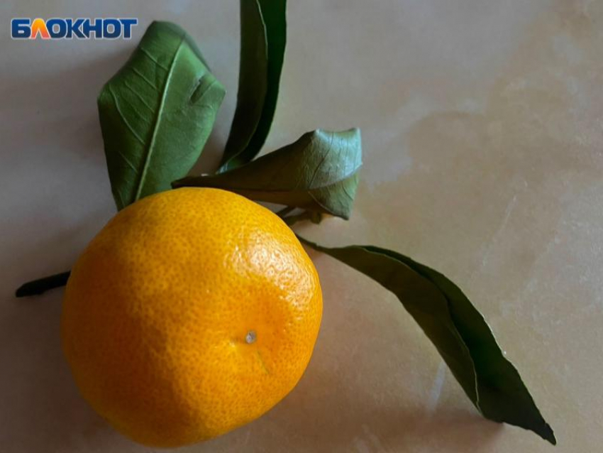 Сезон поставок мандаринов из Абхазии в Россию начался раньше обычного