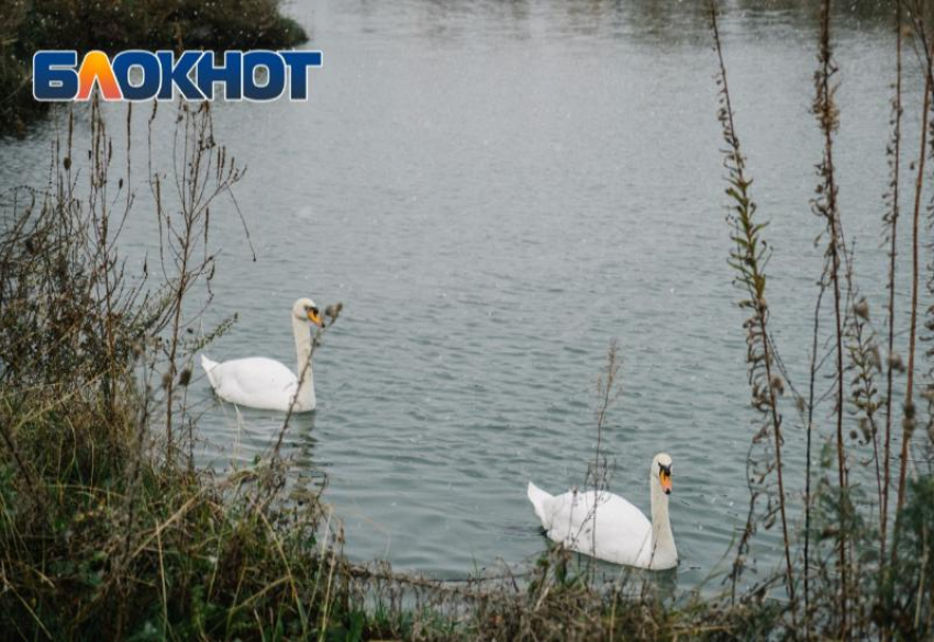 Эксперты оценят, как строительство футбольного центра в орнитологическом парке скажется на природе Сочи