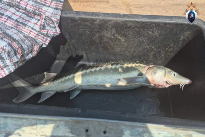 До 4-х лет колонии грозит жителю Сочи, выловившему одну рыбку осетра