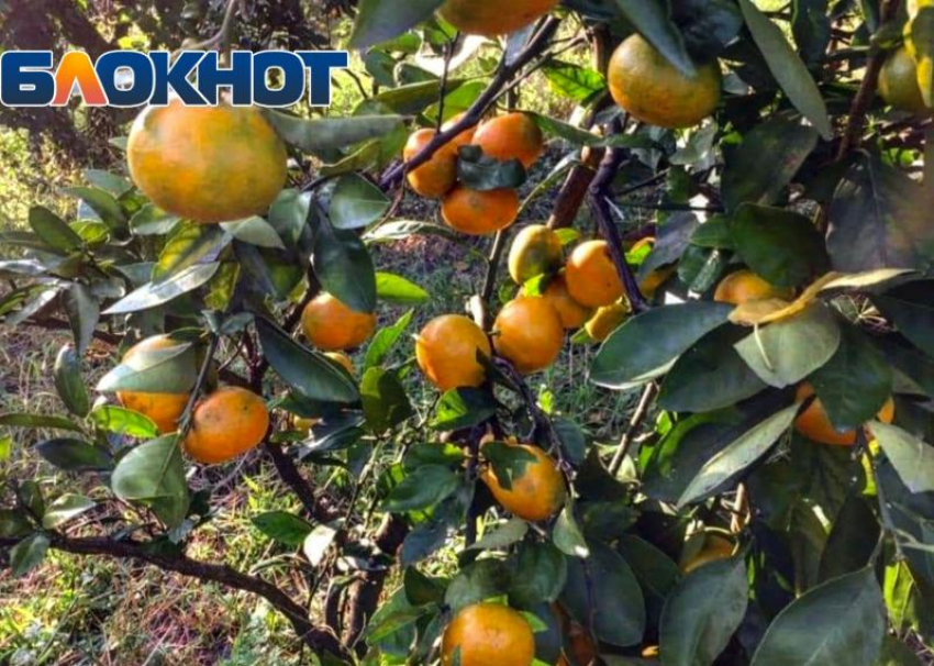В Россию завезут около 30 тысяч тонн абхазских мандаринов