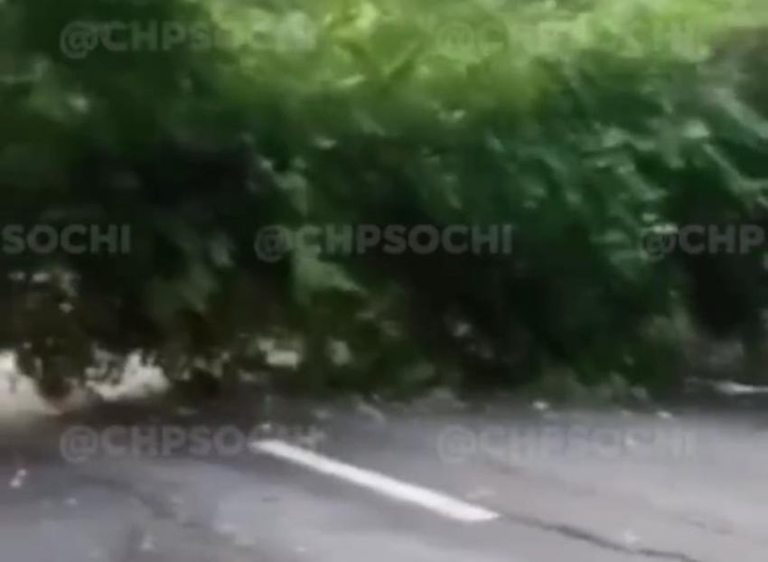Дерево остановило движение на трассе Джубга – Сочи