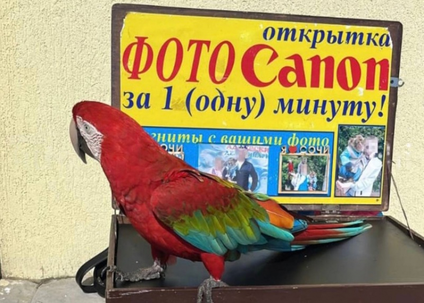 Сочинские полицейские обнаружили очередное незаконное «фотоателье»