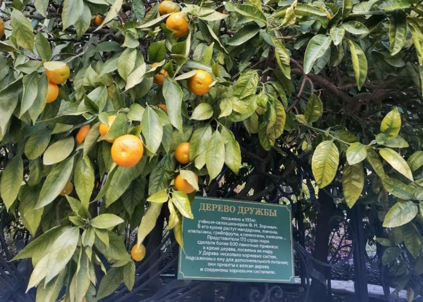  В Сочи на «Дереве дружбы» поспели мандарины, лимоны и грепфрукты