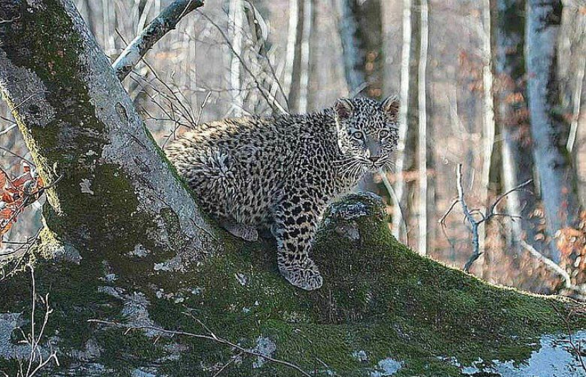 Центр восстановления леопардов станет туристическим объектом 