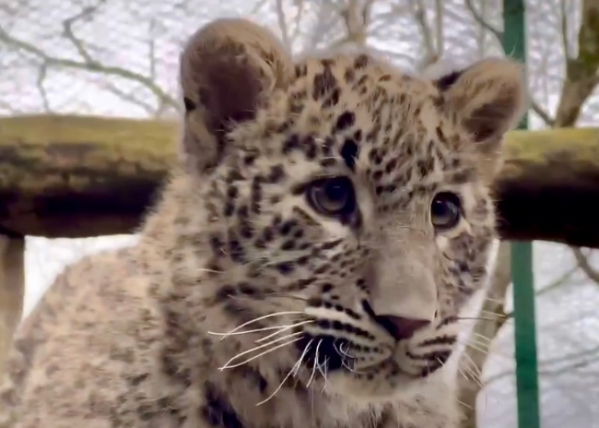 Шестимесячный леопард Умка постигает азы охоты в сочинском Центре