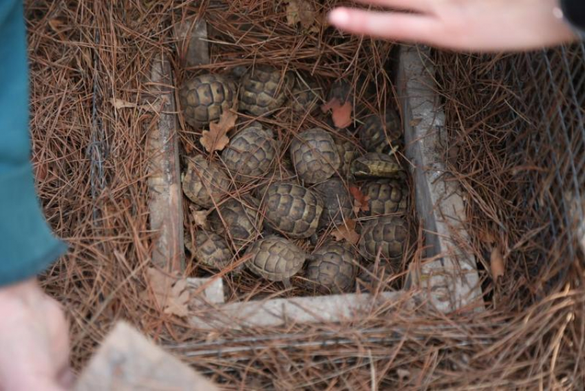 В Сочи займутся восстановлением популяции сухопутной черепахи
