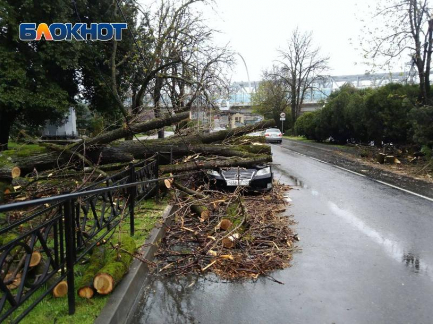 Ураган в Сочи повалил десятки деревьев