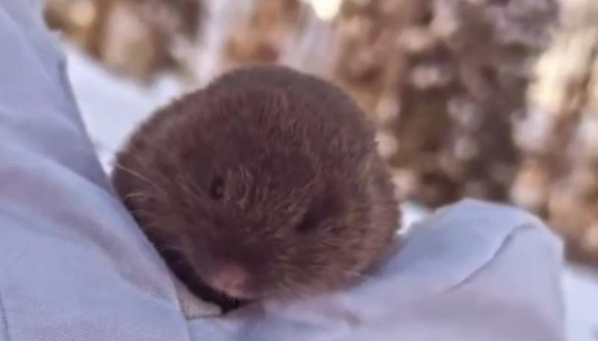 Лыжница нашла мышь на курорте «Газпром» в Сочи