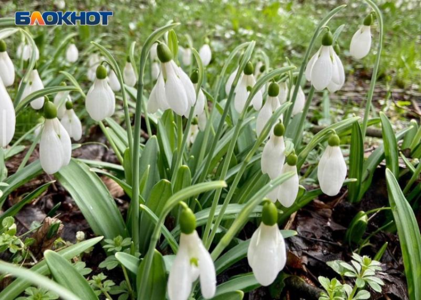 Нацпарк Сочи предупредил о штрафах за букеты из краснокнижных цветов на 8 Марта