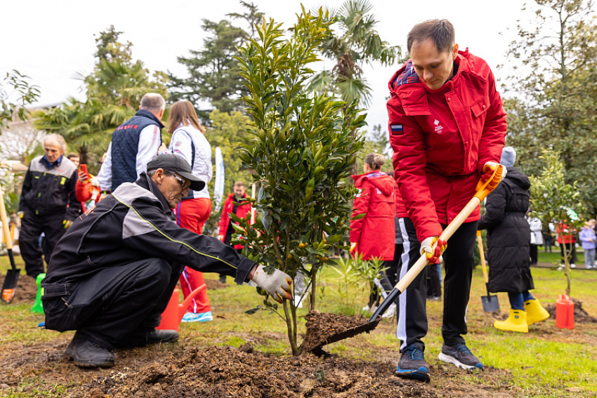 20 деревьев высадили в Сочи к юбилею Олимпиады