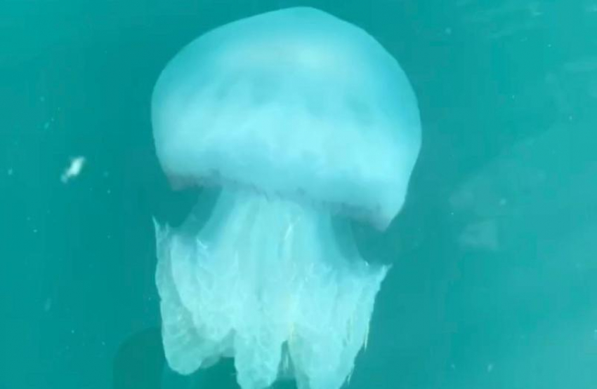 Огромные медузы у берегов Сочи распугали отдыхающих 