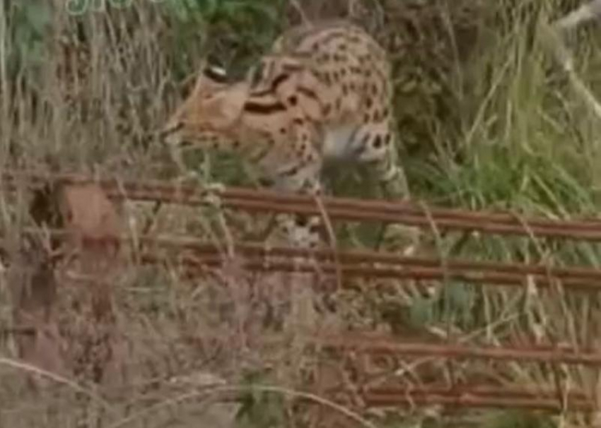 Африканский хищник третьи сутки пугает жителей Сочи 