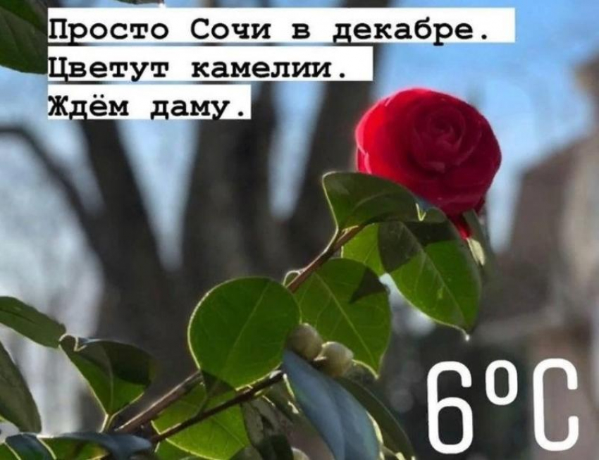 «Пока вся Россия ходит в валенках, в Сочи пришла весна»: на курорте зацвела камелия
