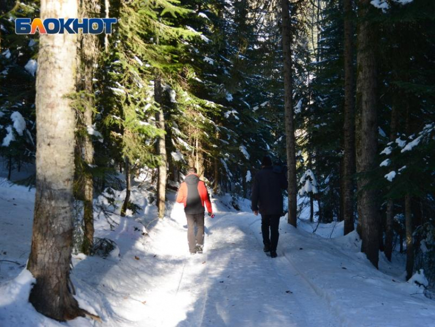 Сочинский нацпарк проведет мероприятия, чтобы отговорить горожан от живых елок к Новому году