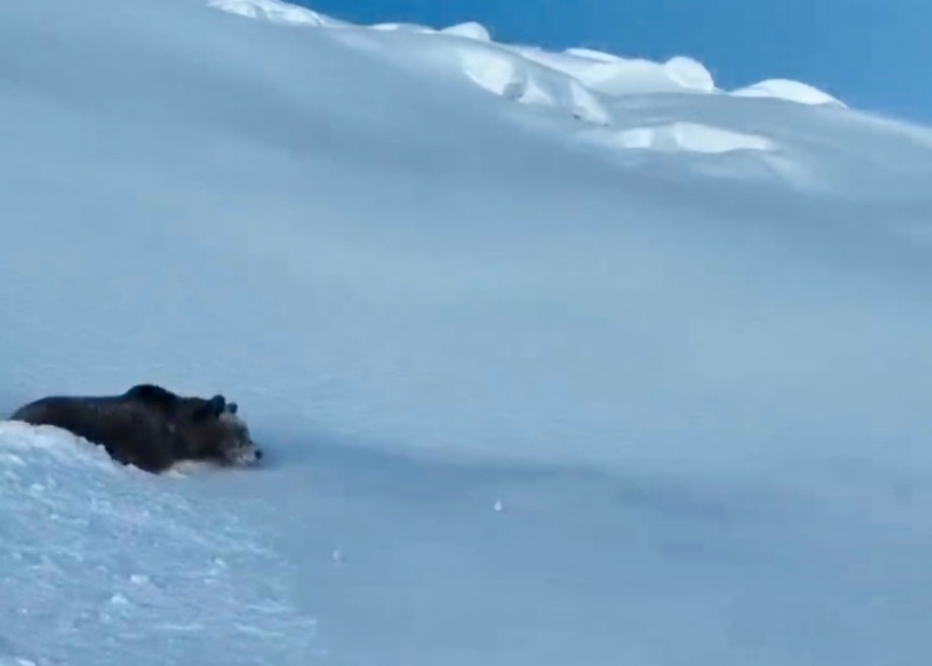 Очевидцы сняли на видео медведя в горах Сочи
