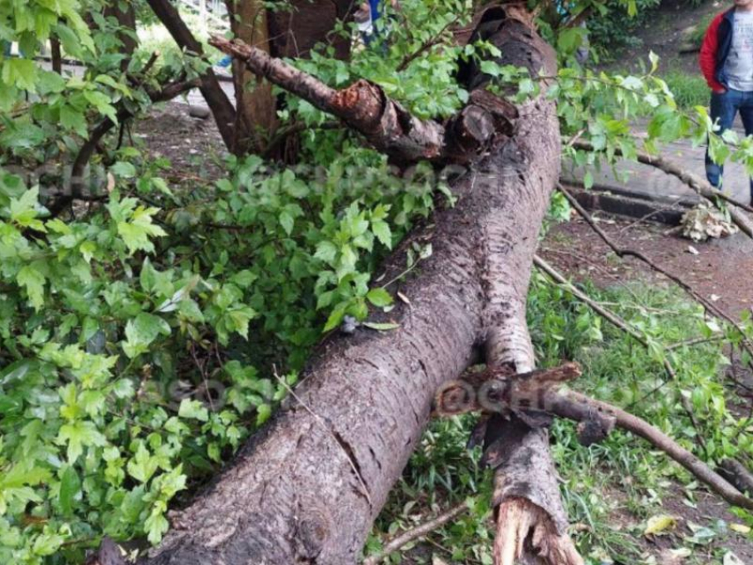 На женщину в Сочи рухнуло дерево