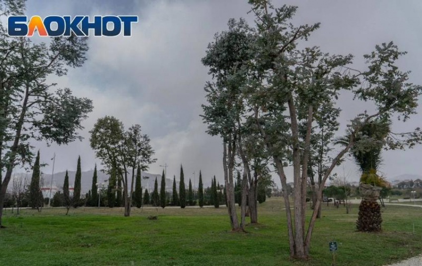Волонтеры высадили более 30 уникальных деревьев в Сочи