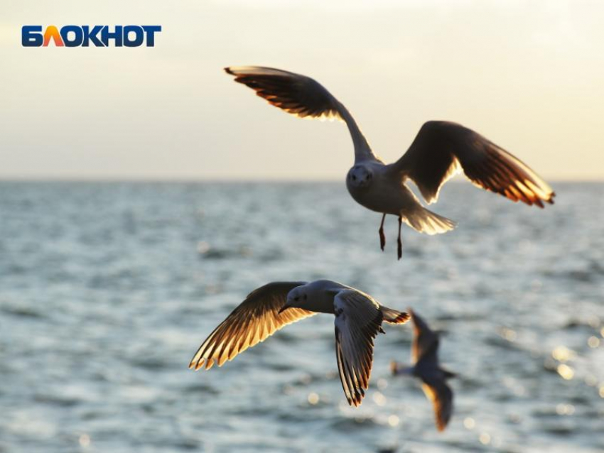 Синоптики дали прогноз на первые дни весны в Сочи