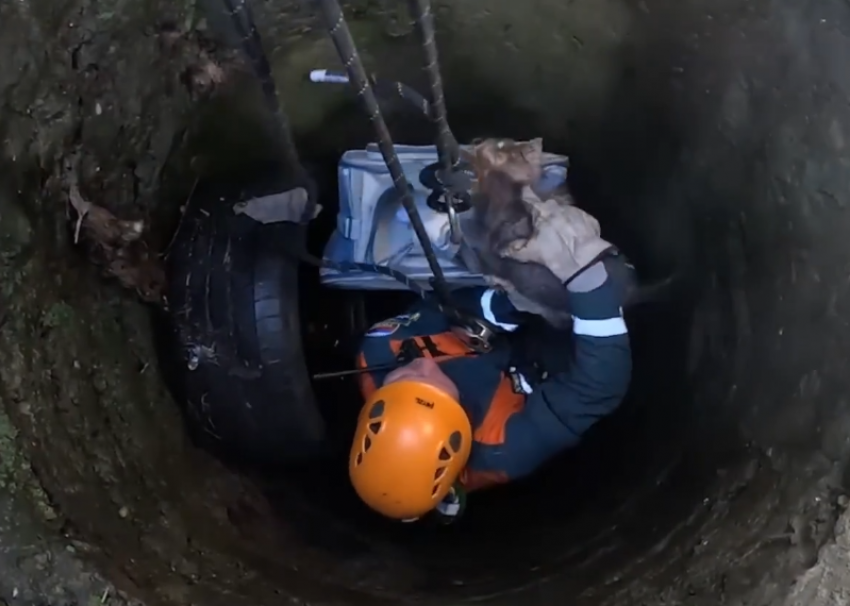 Спасатели Сочи достали маленькую собаку из канализационного люка