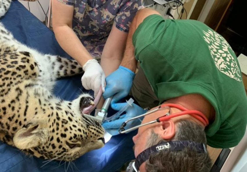 В Сочи леопардесса Олимпия посетила стоматолога