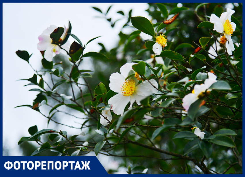 В парке Сочи началось одновременное цветение весенних и зимних растений 