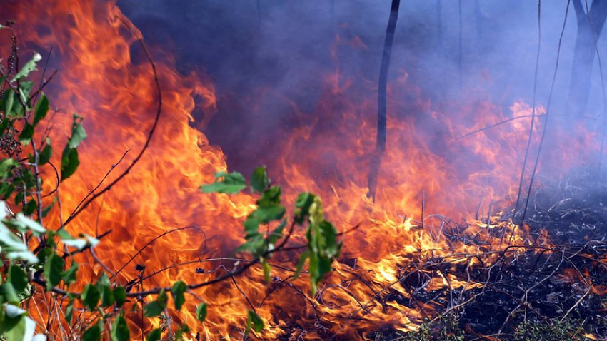 Из-за пожароопасности власти запретили находиться в сочинских лесах