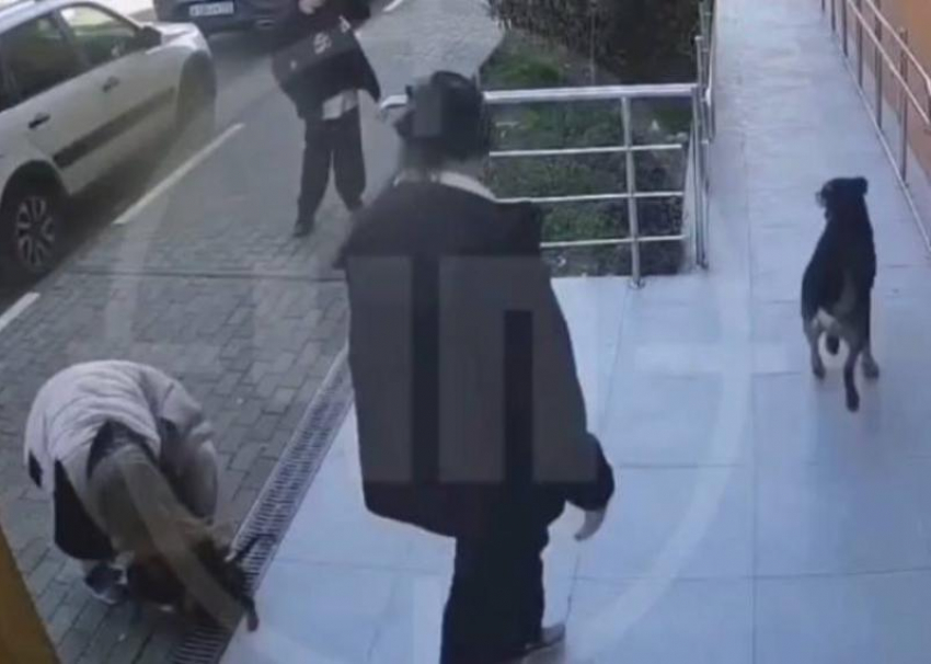 Бездомные собаки напали на подростков в Сочи