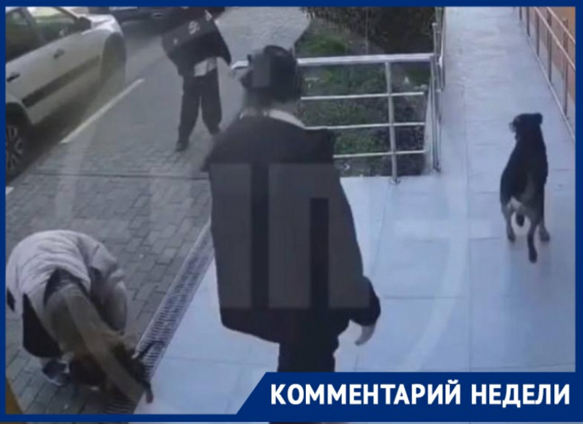 В приют поместили собаку, напавшую на девочку в Сочи