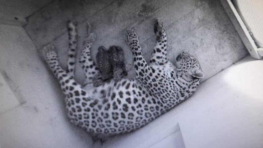 В национальном парке Сочи родились два леопарда 