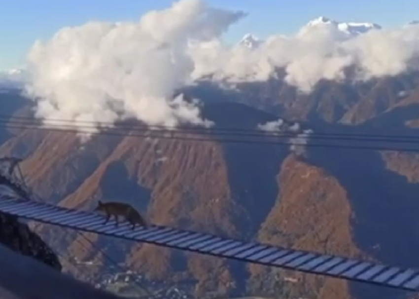 Лиса прошла по закрытому подвесному мосту в горах Сочи