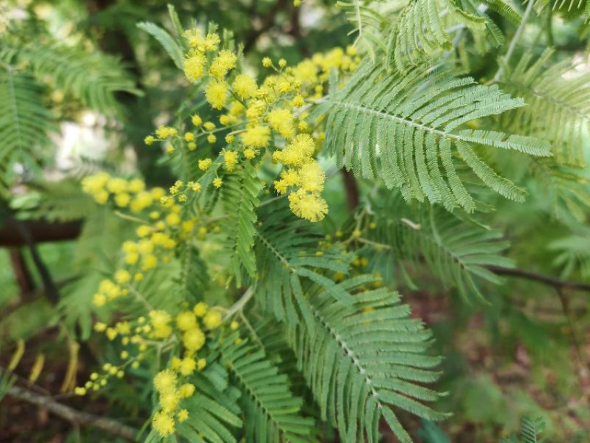 Мимоза зацвела в Сочи на 3 месяца раньше срока