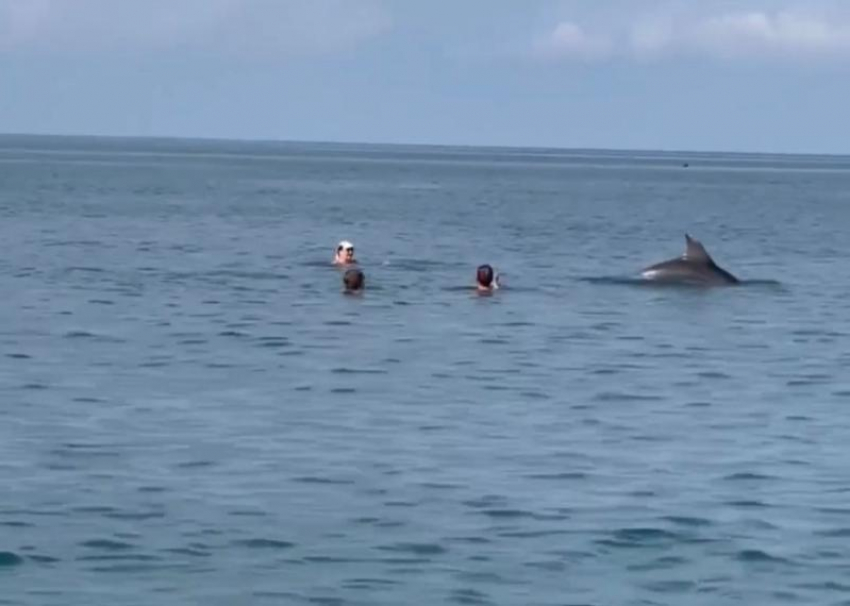 Дельфин подплыл к берегу Сочи и поплавал с отдыхающими