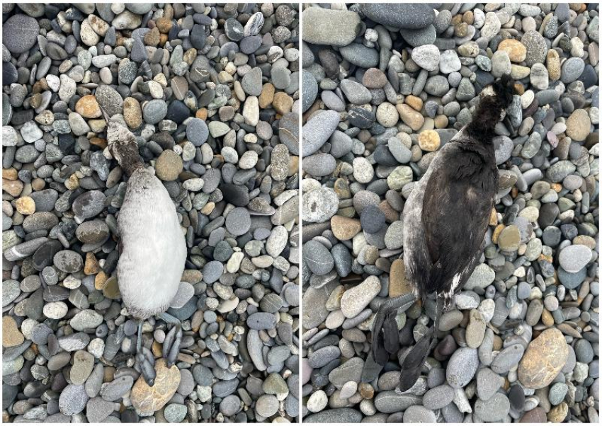 На фоне массовой гибели птиц, Сочинского географическое общество напомнило мэру о его обещании