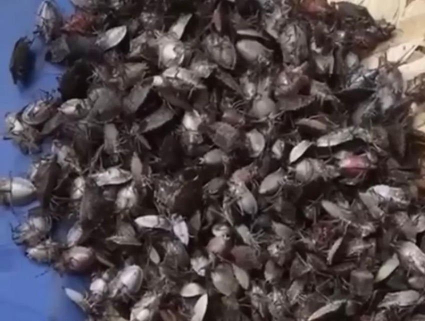 Боритесь сами!: власти Сочи отказали в помощи женщине, которая страдает от нашествия клопов в доме