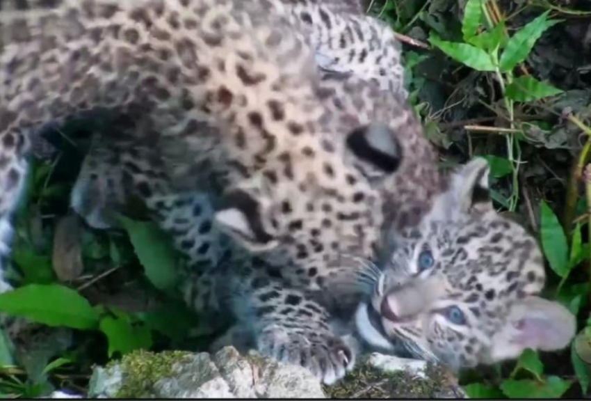 В Сочи началась подготовка к выпуску котят леопарда в естественную среду 