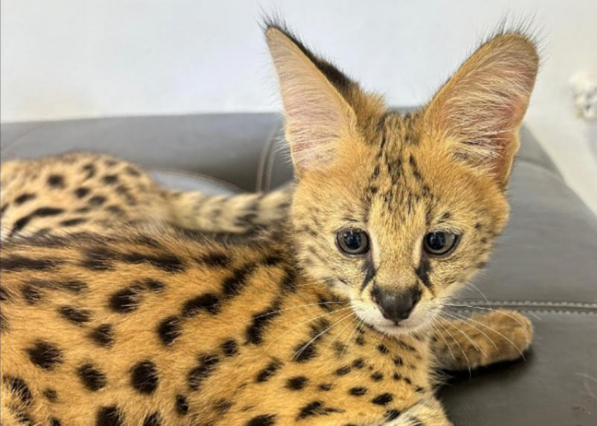 Женщина перекрасила сервала, чтобы вывезти его из Сочи в Мексику для перепродажи