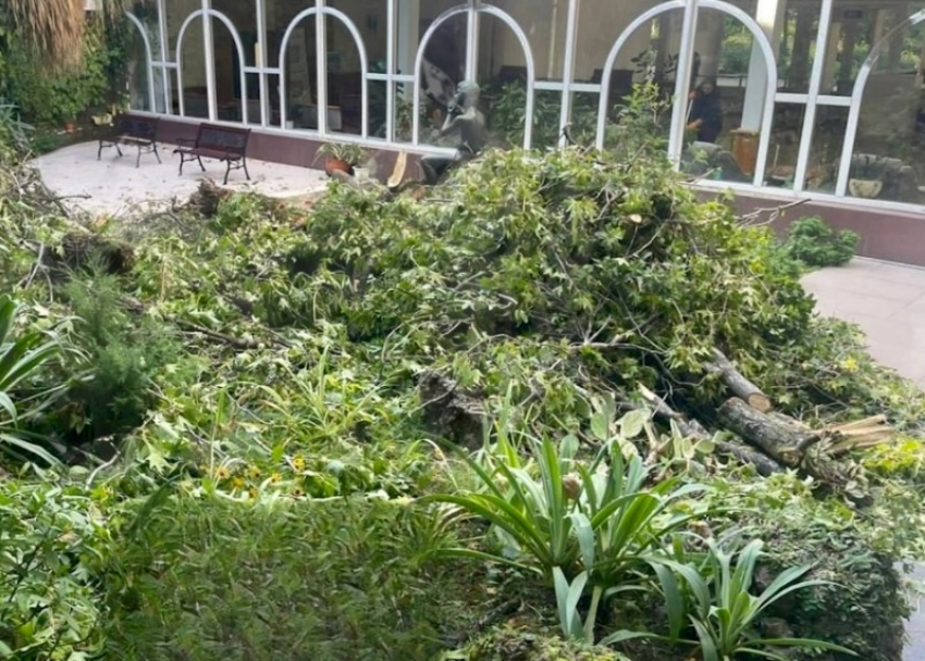 Упавшее дерево травмировало двух сотрудниц органного зала в Сочи
